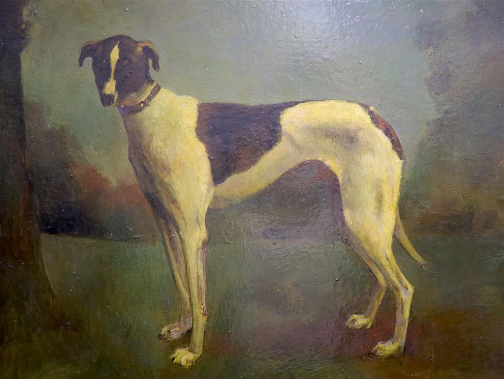 20th century English School, oil on board, Study of a greyhound, 60 x 80cm